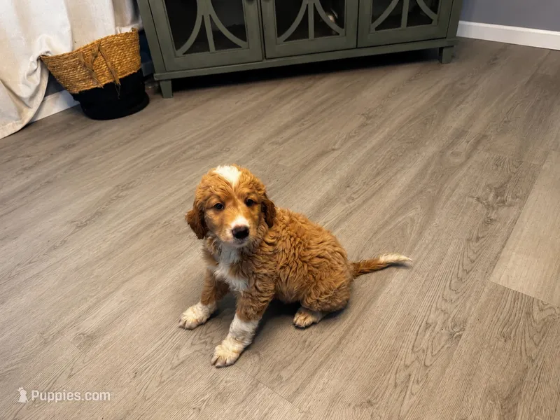 Dorado – Labradoodle, Newfypoo puppy on hold in Plattsburgh, NY