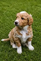 Dorado, a male Labradoodle and Newfypoo for sale in Plattsburgh, NY – 2 of 2