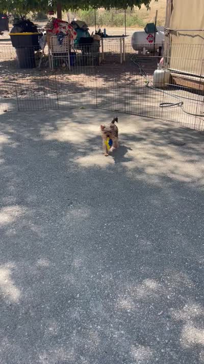 Goldie , a female Yorkshire Terrier for sale in Bakersfield, CA – 6 of 9