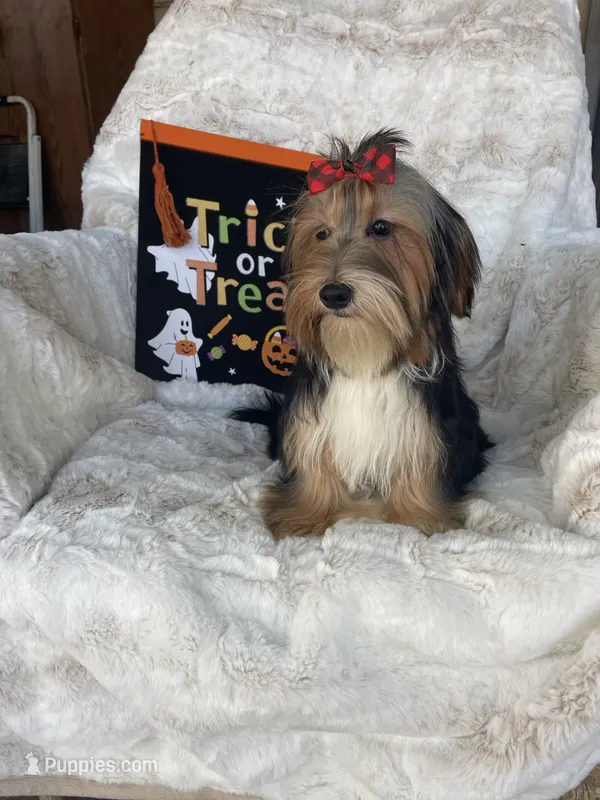 Frisky – Yorkshire Terrier puppy for sale in Bakersfield, CA