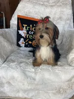 Frisky, a female Yorkshire Terrier for sale in Bakersfield, CA – 1 of 6