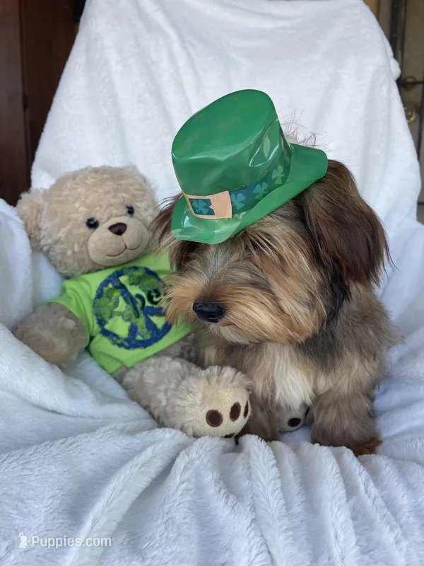 Teddy Bear – Yorkshire Terrier puppy for sale in Bakersfield, CA