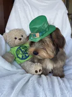 Teddy Bear, a male Yorkshire Terrier for sale in Bakersfield, CA – Photo 1 of 4