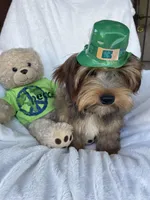 Teddy Bear, a male Yorkshire Terrier for sale in Bakersfield, CA – Photo 3 of 4