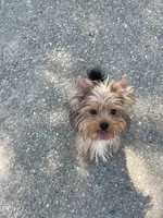 Goldie , a female Yorkshire Terrier for sale in Bakersfield, CA – 9 of 9