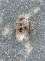 Goldie , a female Yorkshire Terrier for sale in Bakersfield, CA – 7 of 9