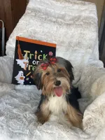 Frisky, a female Yorkshire Terrier for sale in Bakersfield, CA – 2 of 6
