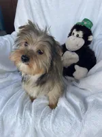 Yogie Bear , a male Yorkshire Terrier for sale in Bakersfield, CA – Photo 1 of 5