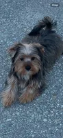Yogie Bear , a male Yorkshire Terrier for sale in Bakersfield, CA – Photo 6 of 6