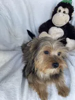 Yogie Bear , a male Yorkshire Terrier for sale in Bakersfield, CA – Photo 3 of 5