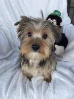 Yogie Bear , a male Yorkshire Terrier for sale in Bakersfield, CA – Photo 2 of 5