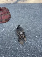 Yogie Bear , a male Yorkshire Terrier for sale in Bakersfield, CA – Photo 4 of 5