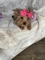 Goldie , a female Yorkshire Terrier for sale in Bakersfield, CA – 2 of 9