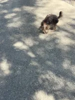 Goldie , a female Yorkshire Terrier for sale in Bakersfield, CA – 5 of 9