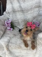 Goldie , a female Yorkshire Terrier for sale in Bakersfield, CA – 1 of 9