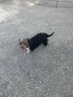 Frisky, a female Yorkshire Terrier for sale in Bakersfield, CA – 4 of 6