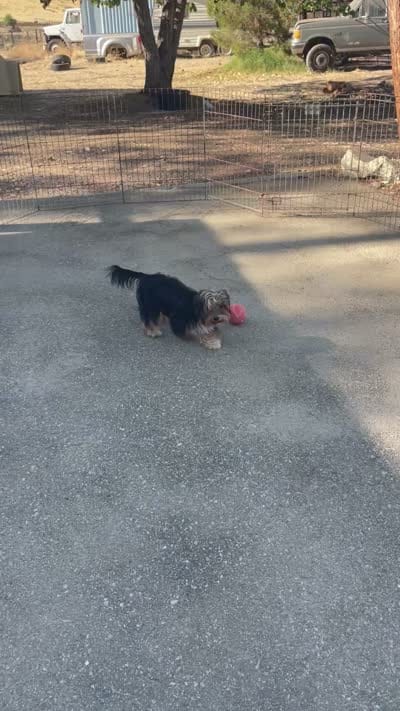 Frisky, a female Yorkshire Terrier for sale in Bakersfield, CA – 6 of 6