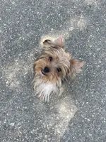 Goldie , a female Yorkshire Terrier for sale in Bakersfield, CA – 8 of 9