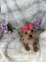 Goldie , a female Yorkshire Terrier for sale in Bakersfield, CA – 3 of 9