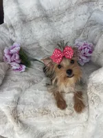 Goldie , a female Yorkshire Terrier for sale in Bakersfield, CA – 4 of 9