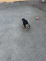 Frisky, a female Yorkshire Terrier for sale in Bakersfield, CA – 5 of 6