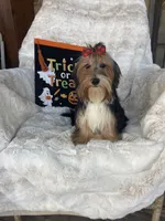 Frisky, a female Yorkshire Terrier for sale in Bakersfield, CA – 3 of 6