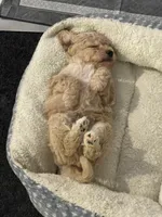 Subie, a male Cavapoo and Miniature Golden Retriever for sale in Lakeland, FL – 5 of 6