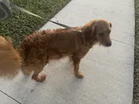 Charlee, a male Cavapoo and Miniature Golden Retriever for sale in Lakeland, FL – 3 of 8
