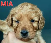 Mia, a female Cavapoo and Miniature Golden Retriever for sale in Lakeland, FL – 2 of 9