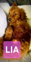 Lia, a female Cavapoo and Miniature Golden Retriever for sale in Lakeland, FL – 1 of 6