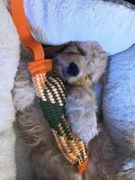 Charlee, a male Cavapoo and Miniature Golden Retriever for sale in Lakeland, FL – 4 of 8