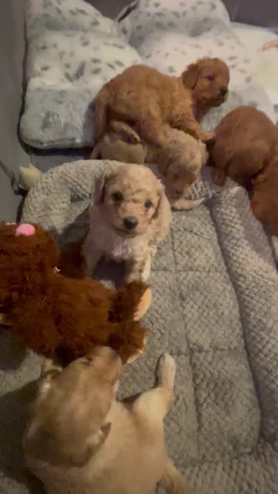 Subie, a male Cavapoo and Miniature Golden Retriever for sale in Lakeland, FL – 2 of 6