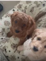 Lia, a female Cavapoo and Miniature Golden Retriever for sale in Lakeland, FL – 2 of 6