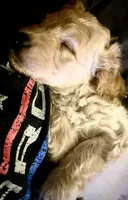Charlee, a male Cavapoo and Miniature Golden Retriever for sale in Lakeland, FL – 7 of 8