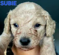 Subie, a male Cavapoo and Miniature Golden Retriever for sale in Lakeland, FL – 3 of 6