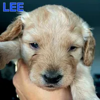 Charlee, a male Cavapoo and Miniature Golden Retriever for sale in Lakeland, FL – 2 of 8