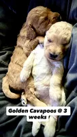 Charlee, a male Cavapoo and Miniature Golden Retriever for sale in Lakeland, FL – 6 of 8