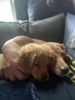 Mia, a female Cavapoo and Miniature Golden Retriever for sale in Lakeland, FL – 8 of 9