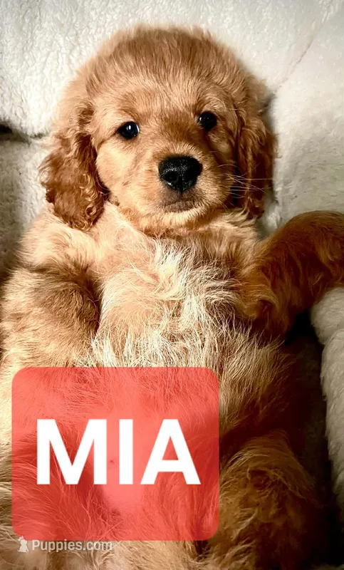 Mia – Cavapoo, Miniature Golden Retriever puppy for sale in Lakeland, FL