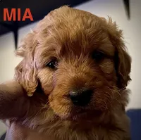 Mia, a female Cavapoo and Miniature Golden Retriever for sale in Lakeland, FL – 6 of 9
