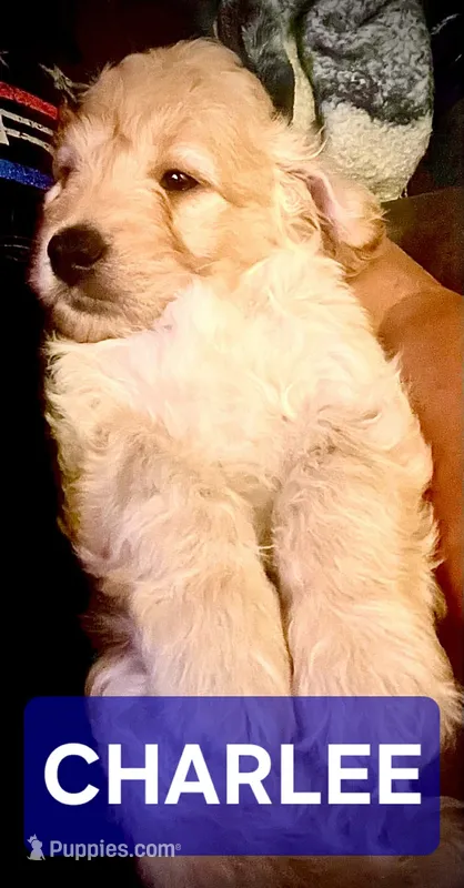 Charlee – Cavapoo, Miniature Golden Retriever puppy for sale in Lakeland, FL
