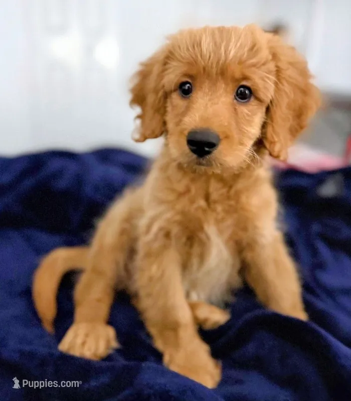 Mia – Cavapoo, Miniature Golden Retriever puppy for sale in Lakeland, FL