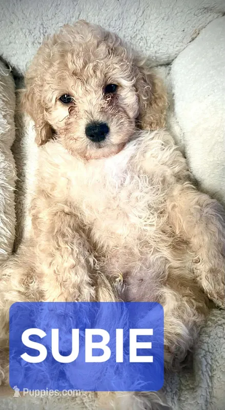 Subie – Cavapoo, Miniature Golden Retriever puppy for sale in Lakeland, FL