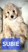 Subie, a male Cavapoo and Miniature Golden Retriever for sale in Lakeland, FL – 1 of 6