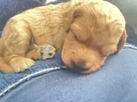 Mia, a female Cavapoo and Miniature Golden Retriever for sale in Lakeland, FL – 4 of 9