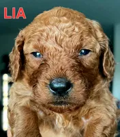 Lia, a female Cavapoo and Miniature Golden Retriever for sale in Lakeland, FL – 3 of 6