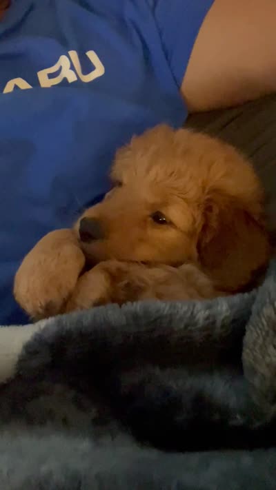 Mia, a female Cavapoo and Miniature Golden Retriever for sale in Lakeland, FL – 9 of 9