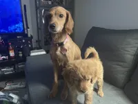 Mia, a female Cavapoo and Miniature Golden Retriever for sale in Lakeland, FL – 3 of 9