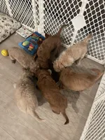 Charlee, a male Cavapoo and Miniature Golden Retriever for sale in Lakeland, FL – 8 of 8