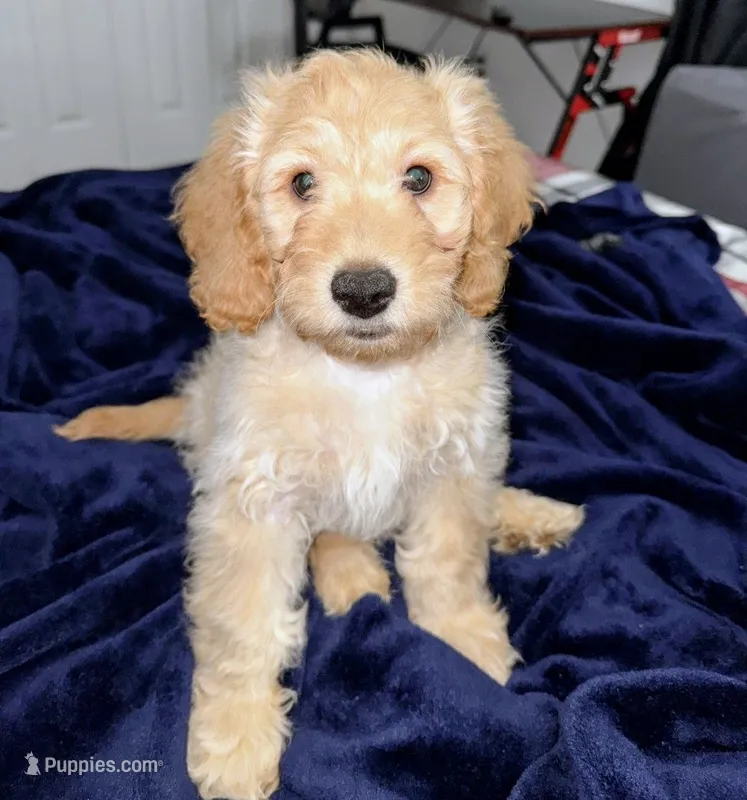 Charlee – Cavapoo, Miniature Golden Retriever puppy for sale in Lakeland, FL